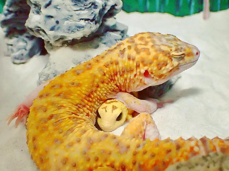 gulengecko1 (6)
