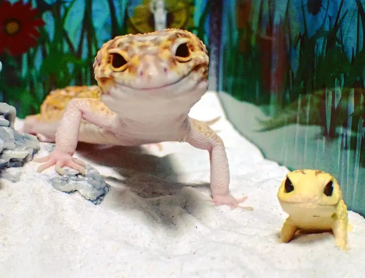 gulengecko1 (8)