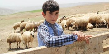 Koyun Sağıp Çobanlık Yaparak TEOG İkincisi Olan Habib’in Başarı Dolu Hikayesi