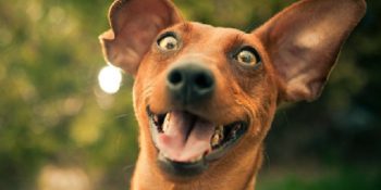 Dışarıda Gezme Teklifine Heyecanını Gizleyemeyen 16 Sevimli Köpek