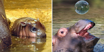 Şirinlik Abidesi Hipopotam Yavrularının 24 Tabu Yıkan Fotoğrafı
