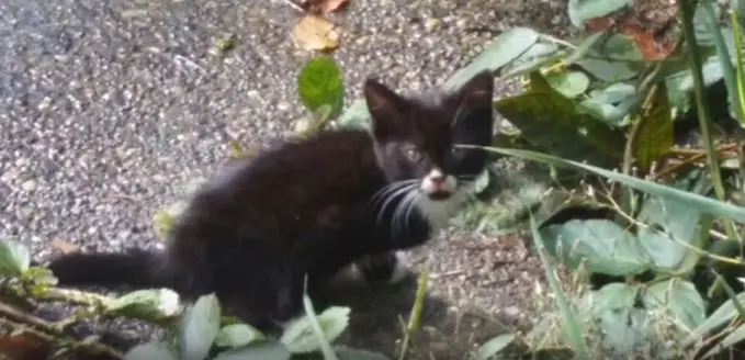 iki_bacakli_cassidy (10)