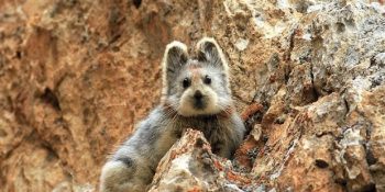 İlk Keşfedilişinin Ardından 20 Yıl İzine Rastlanılmayan Tontiş Doğa Tavşanı Türü Ili Pika