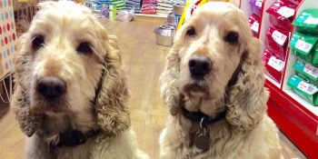 Petshop’un İki Çalışkan Köpeği Archie ve Dexter’ın Eğlenceli Hayatı