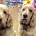 Petshop’un İki Çalışkan Köpeği Archie ve Dexter’ın Eğlenceli Hayatı