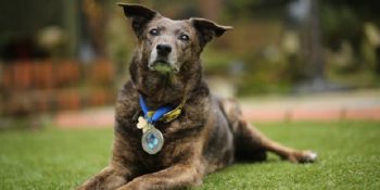 Sahiplerini Mutlak Ölümden Kurtaran 14 Kahraman Hayvanın Hikayesi