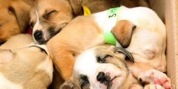 Bir Köpeğe Yuva Olmadan Önce Kesinlikle Okunması Gereken 7 Hatırlatma