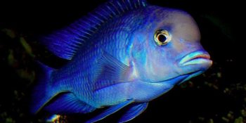 Yavrularını Ağzında Taşıyacak Kadar Çok Seven Anaç Balıklar