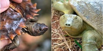 Muhtemelen İlk Kez Göreceğiniz Soyu Tükenme Tehlikesinde Olan 36 Kaplumbağa Türü