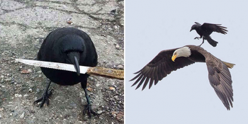 Hayvanlar Aleminin Kötü Çocuğu Kargaların 32 Alayına İsyan Hali