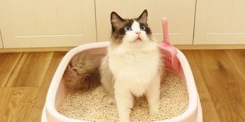 Kedilerin Kumuna Yapmamasının 6 Muhtemel Sebebi ve Kedi Tuvalet Eğitimi