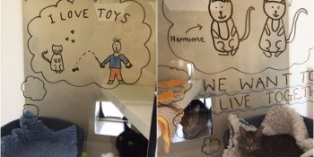 Kedilerin Yuva Bulmalarını Sağlamak İçin Camlara Sevimli İllüstrasyonlar Çizen Bakımevi