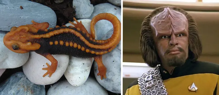klingon-newt-rare-animal-2