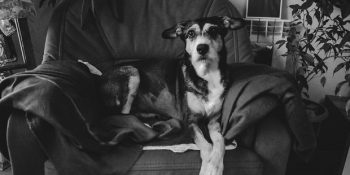 Mucize Beklerken Hayatının En Zor Vedasını Yaşayan Kadının Objektifinden Köpek Lilly