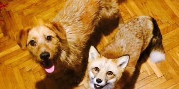 Kürk Çiftliğinden Kurtarılan Tilki ve En Yakın Arkadaşı Köpeğin Minnoş Dostlukları