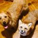 Kürk Çiftliğinden Kurtarılan Tilki ve En Yakın Arkadaşı Köpeğin Minnoş Dostlukları