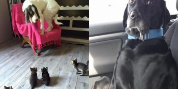 Olur Olmadık Şeylerden Korkan 22 Sevimlilik Abidesi Köpek