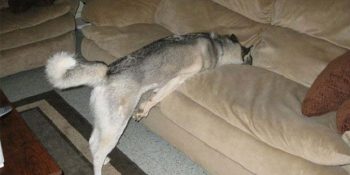 Yasakları Delmenin Sevimli Yolunu Bulan 14 Akıllı Köpek