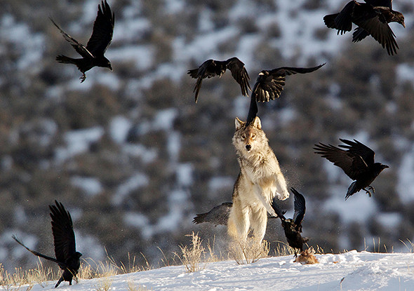 A gray wolf jumps at the ravens to scare them off its food.