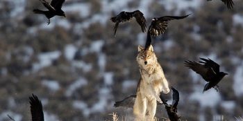 14 Kurdun Gelişiyle Mucizevi Dönüşüm Yaşayan Yellowstone Parkı’nın Büyüleyici Hikayesi