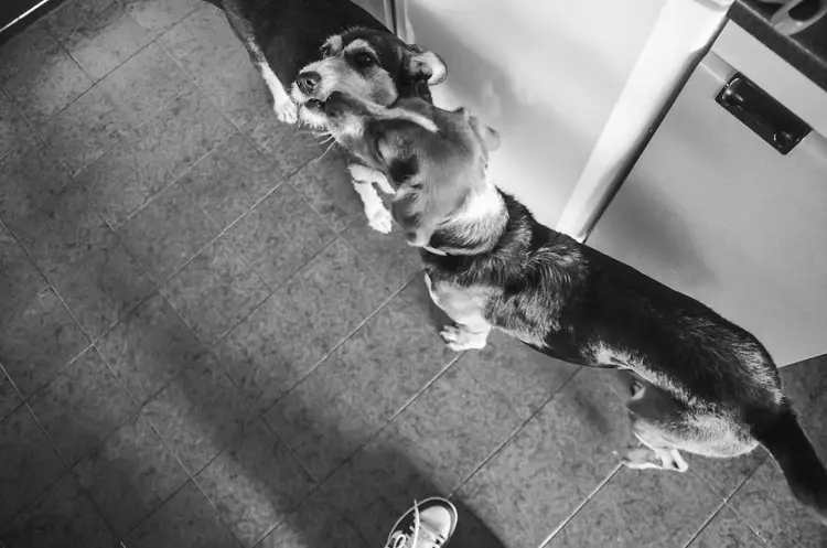 köpek lilly18