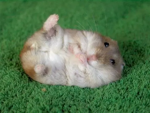 lavender_hamster (8)