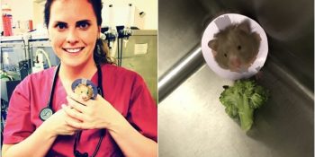 Minik Ayağı Ampute Edilen Hamsterın Ameliyatı ve Ekstra Küçük Boyunluğu