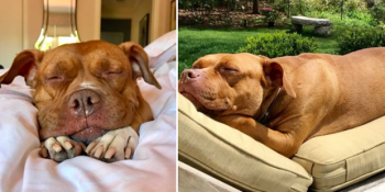 8 Sene Boyunca Karanlık Taş Bodrumda Zincirlenerek Yaşayan Köpeğin Dönüşüm Hikayesi