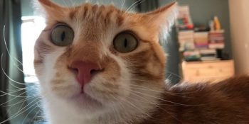 Hayvanseverler Sayesinde Yeniden Yürüyen Kedi Mösyö’nün Umutlu Hikayesi