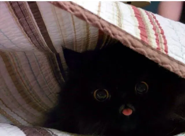 nanik_kedi (1)