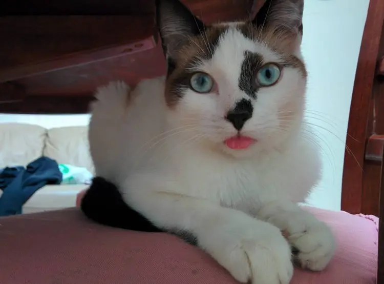 nanik_kedi (19)