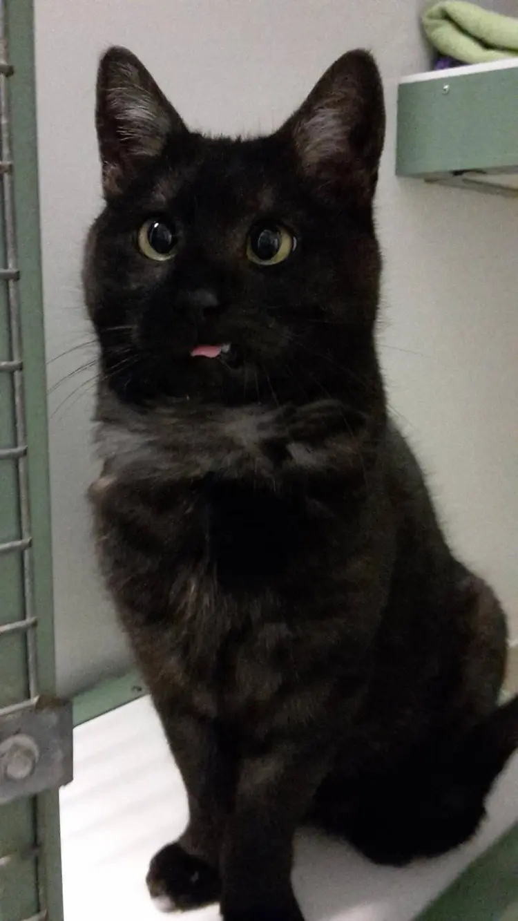 nanik_kedi (2)