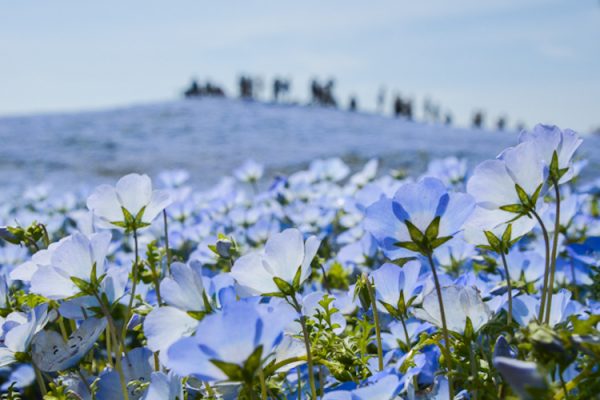 nemophila-blooms-hitachi-seaside-park-blue-flowers-10