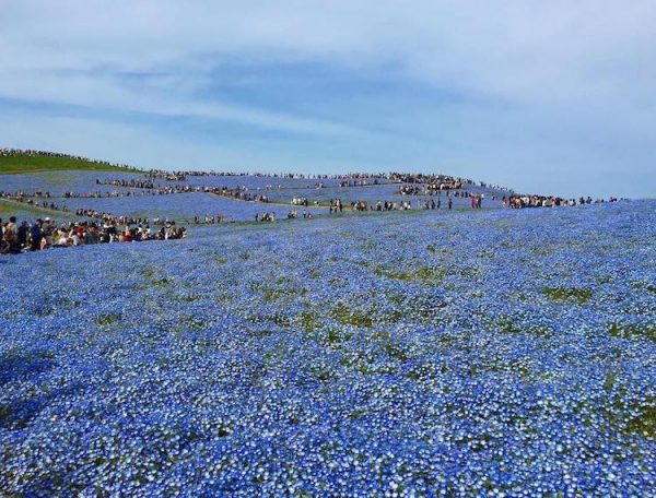 nemophila-blooms-hitachi-seaside-park-blue-flowers-12