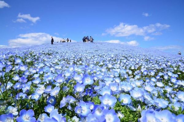 nemophila-blooms-hitachi-seaside-park-blue-flowers-2