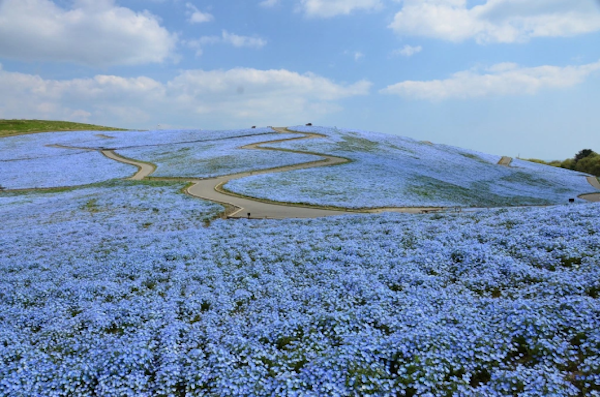 nemophila-blooms-hitachi-seaside-park-blue-flowers-5