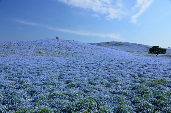 nemophila-blooms-hitachi-seaside-park-blue-flowers-6