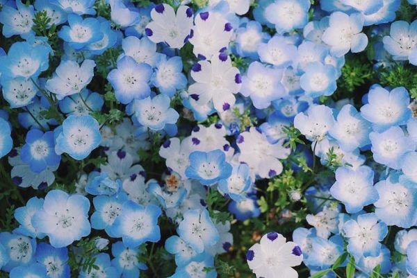 nemophila-blooms-hitachi-seaside-park-blue-flowers-7
