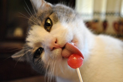 nice-cat-licking-candy