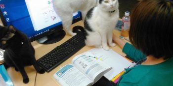 Kurtardıkları Her Kedi İçin Çalışanlarına Prim Ödeyen Hayvansever İşyeri