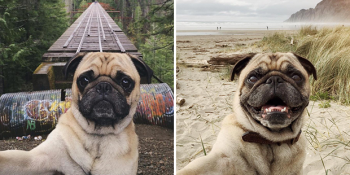 Selfie Trendinin Müdavimi Sevimli Pug Köpekten Şeker Tadında 22 “Pugfie”