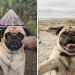 Selfie Trendinin Müdavimi Sevimli Pug Köpekten Şeker Tadında 22 “Pugfie”
