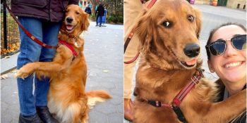 Gördüğü Herkesi Kucaklayan Dünyanın En Sıcakkanlı Köpeği: Loubie
