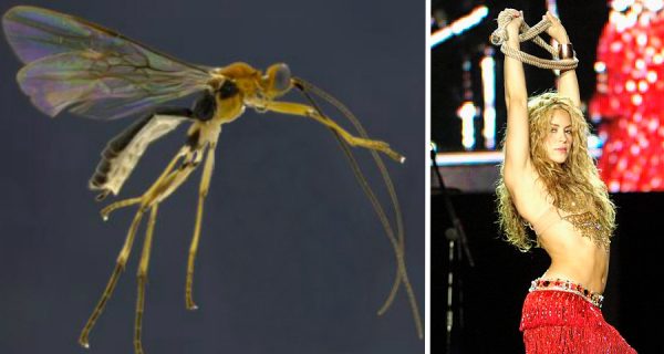 shakira-wasp-comparison