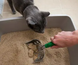 squeak-watches-litter-cleaning