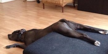 Tembelliği Hayat Felsefesi Edinmiş 22 Rahatına Düşkün Köpek