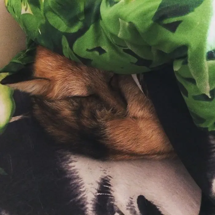 tilki_kopek (17)