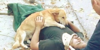 Yaralanan Sahibinin Başından Ayrılmayarak Onu Kurtarmaya Çalışan Vefakar Köpek