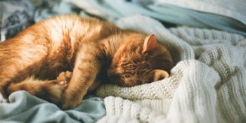 Geceleri Uyutmayan Kedinizi Adeta Uyku Tulumuna Çevirecek 7 Hayat Kurtarıcı Taktik