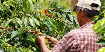 Tiryakilerin Bilmesi Gereken Arabica ve Robusta Kahve Çekirdeklerinin 7 Farkı